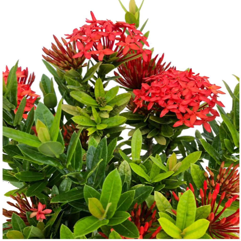 Ixora 'Dwarf Orange' (0.5m)