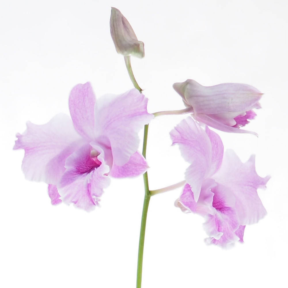 Dendrobium Miniature Dragon King (0.3m)
