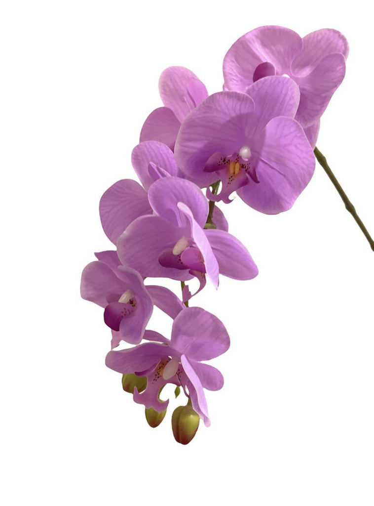 Artificial Phalaenopsis Orchid Arrangement with Curly Fern (0.65m)