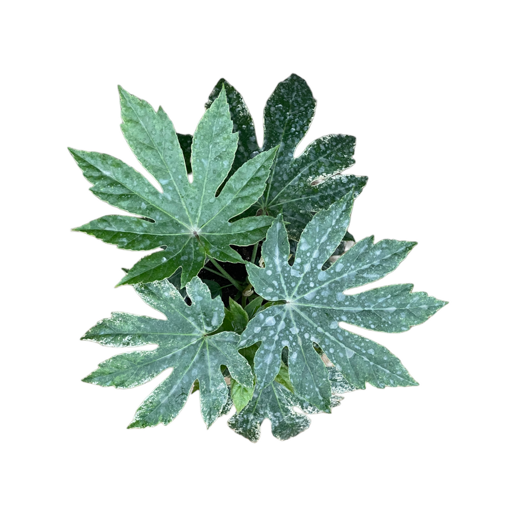 Fatsia Japonica Vareigata (0.35mh)