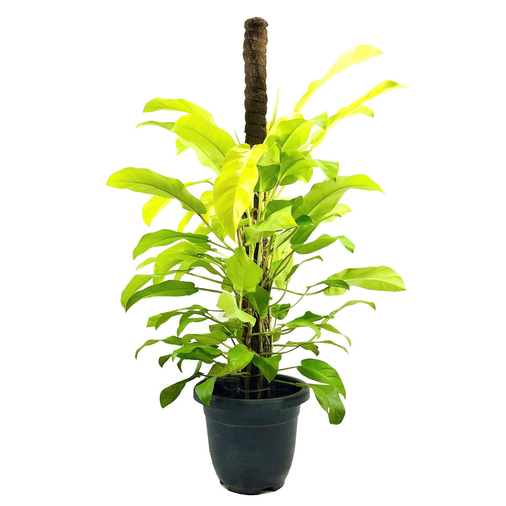 Philodendron erubescens 'Gold', Blushing Philodendron (0.9m)