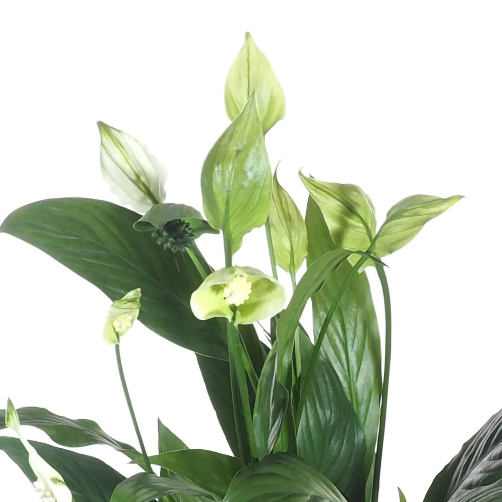 Spathiphyllum in White B. for soft round 14cm (0.35m)