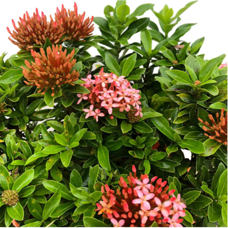 Ixora 'Dwarf Pink' (0.3m)