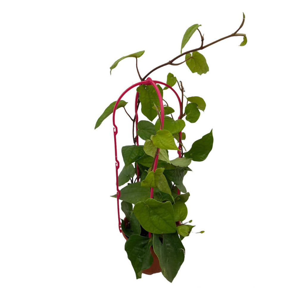 Piper betle, Betel Vine, Betel Pepper in Hanging Pot (0.4m)