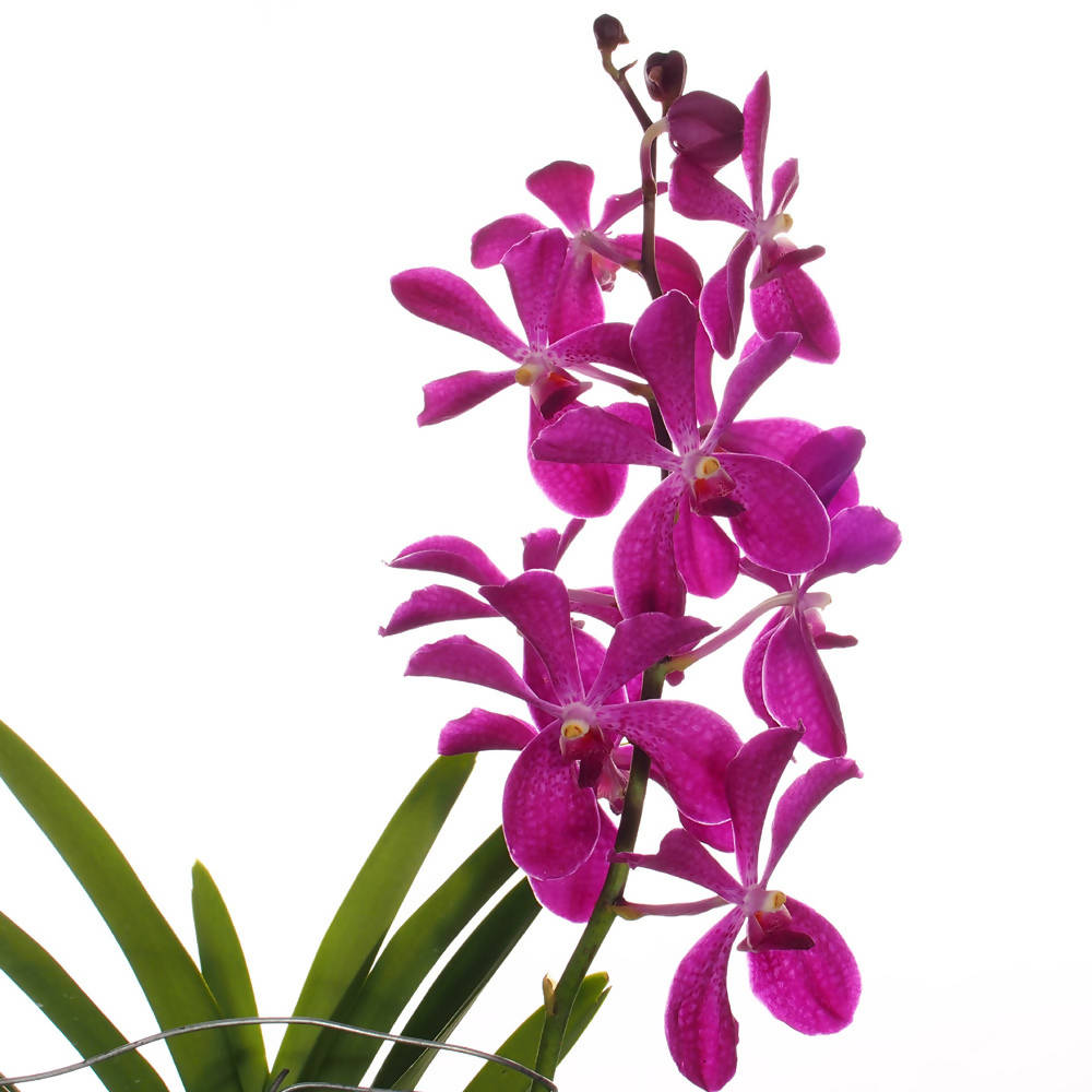 Aranda Chao Praya Boy Pink (0.8m)