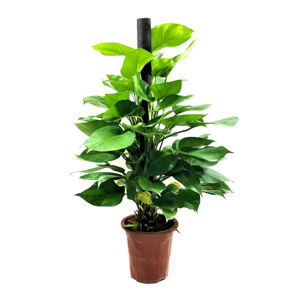 Scindapsus aureus, Money Plant (1.8mH)