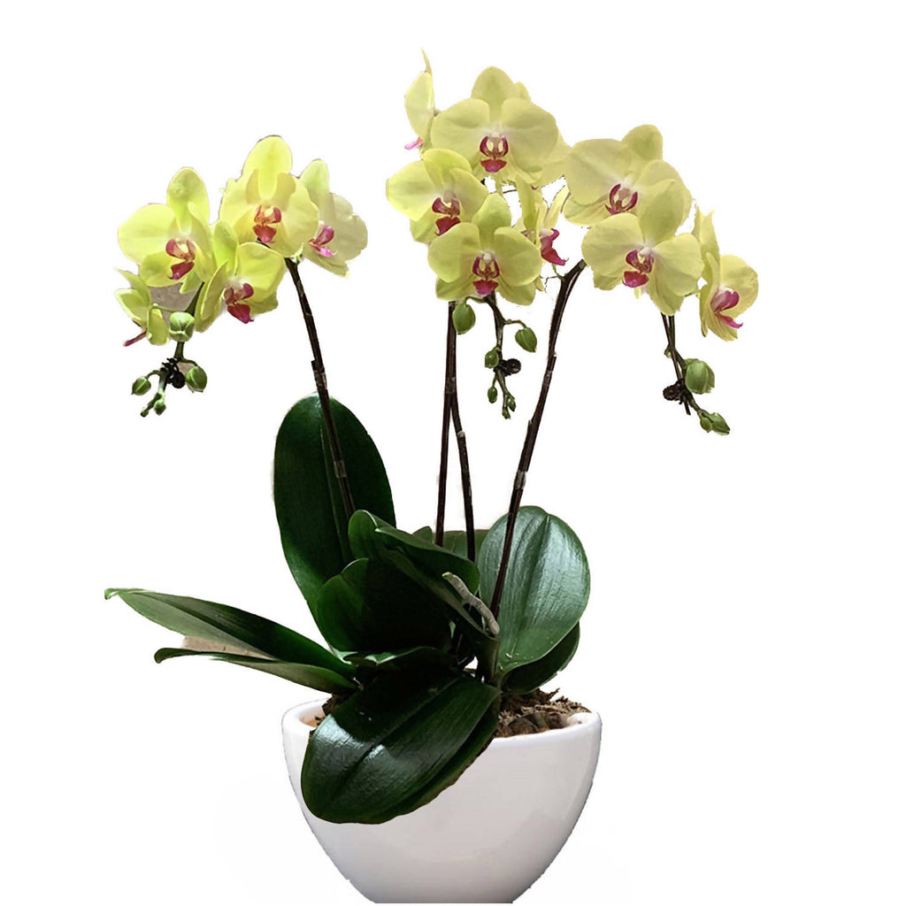 3 in 1 Phalaenopsis Yellow in Ceramic Pot, Moth Orchid Arrangement