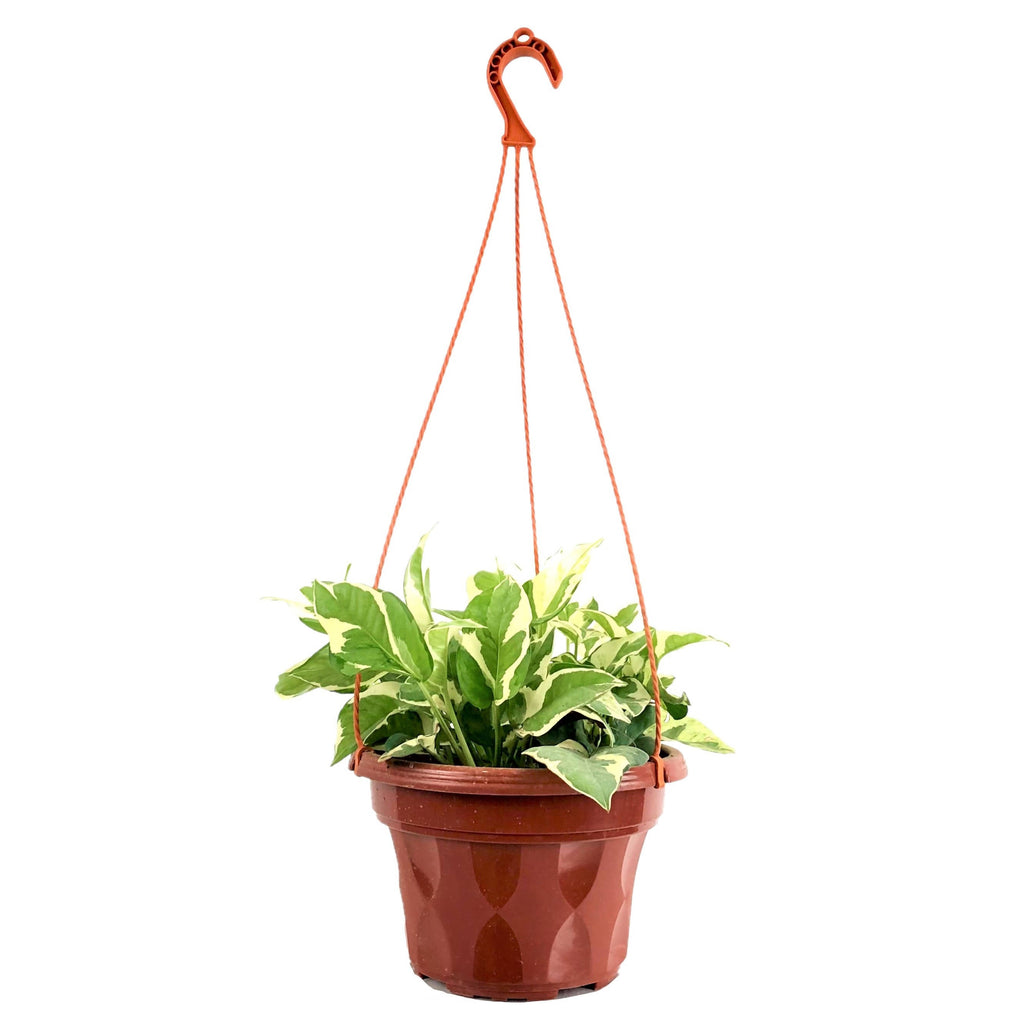 Epipremnum aureum 'N´Joy', Money Plant 'N´Joy'(Hanging) (0.2m)