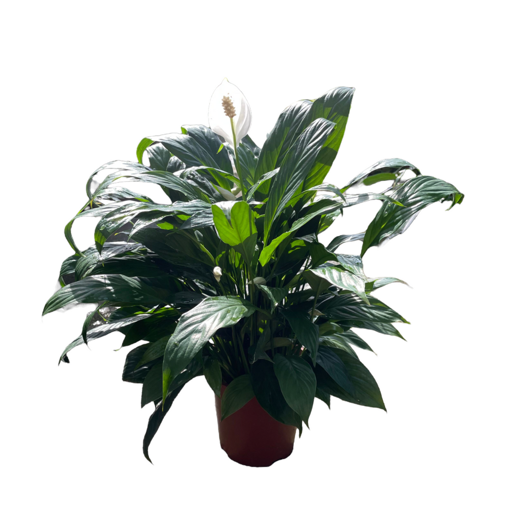 Peace lily in Maya Pot (0.5mh)