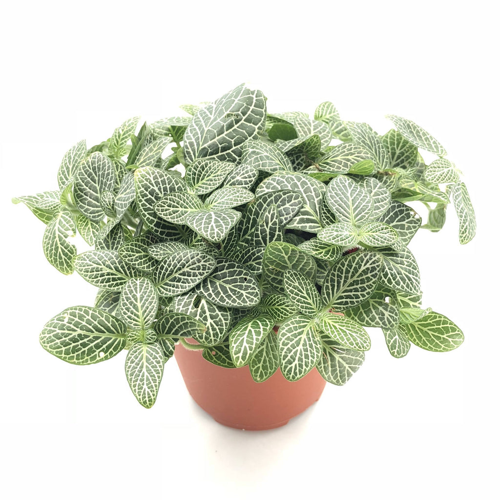 Fittonia Green in Legrow Single Pot (0.1m)