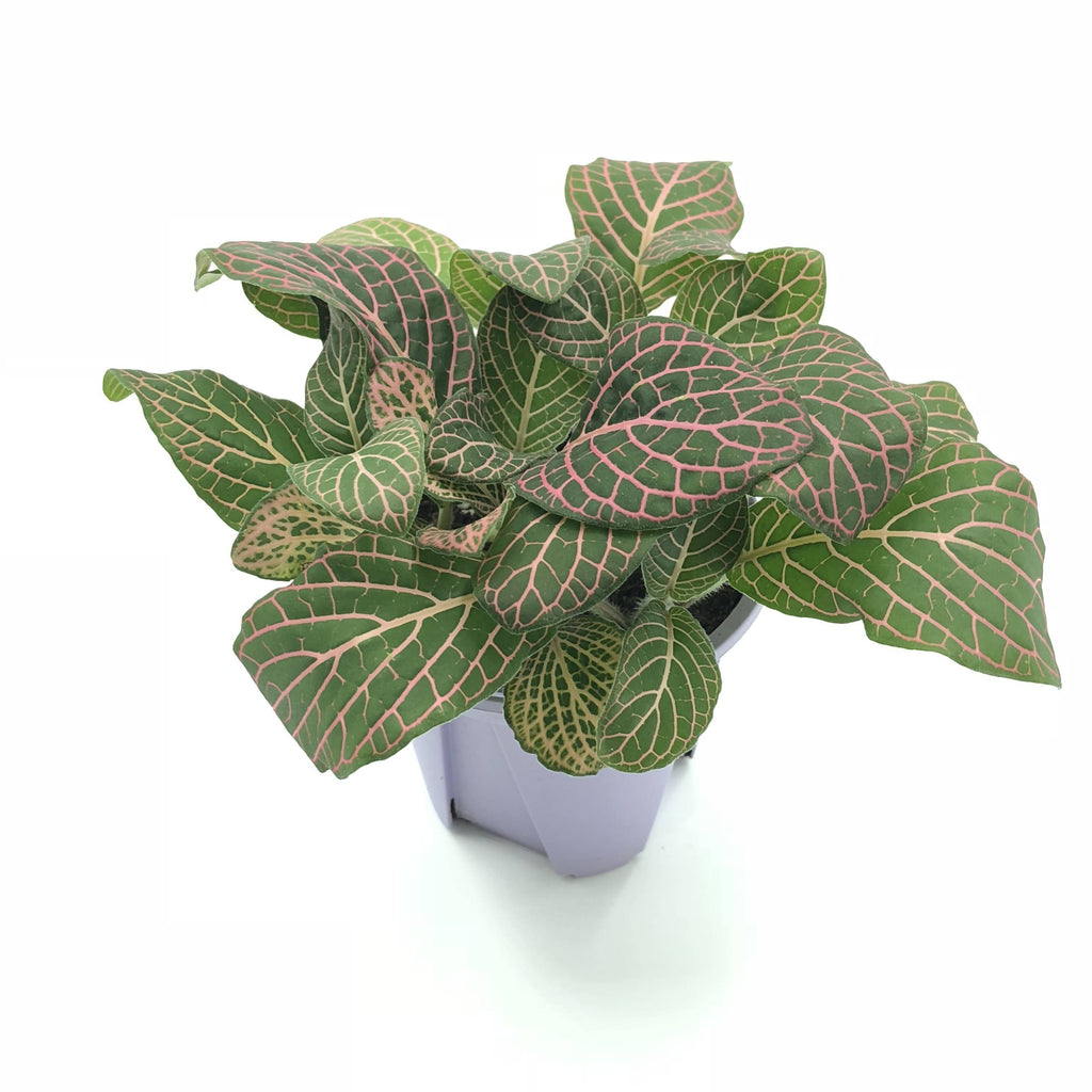 Fittonia sp., Nerve Plant (Pink) (0.05m)