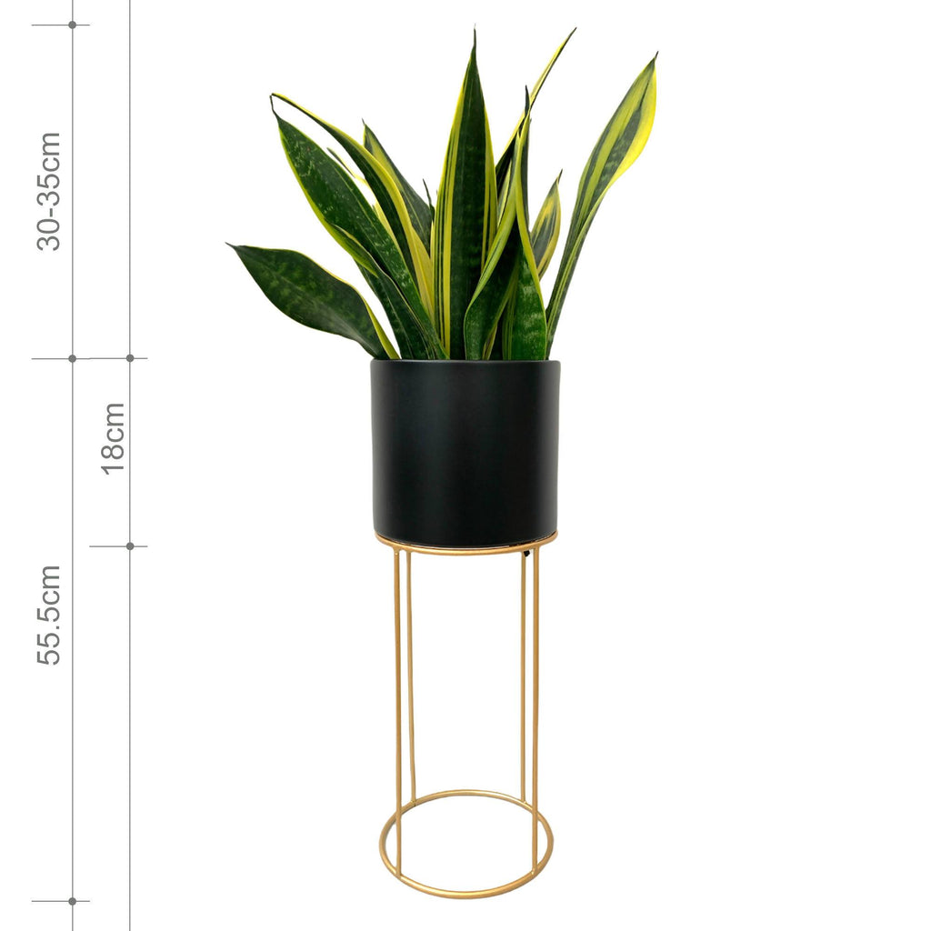 [AS-IS] Sansevieria trifasciata gold flame in black cylindrical metal pot (S)