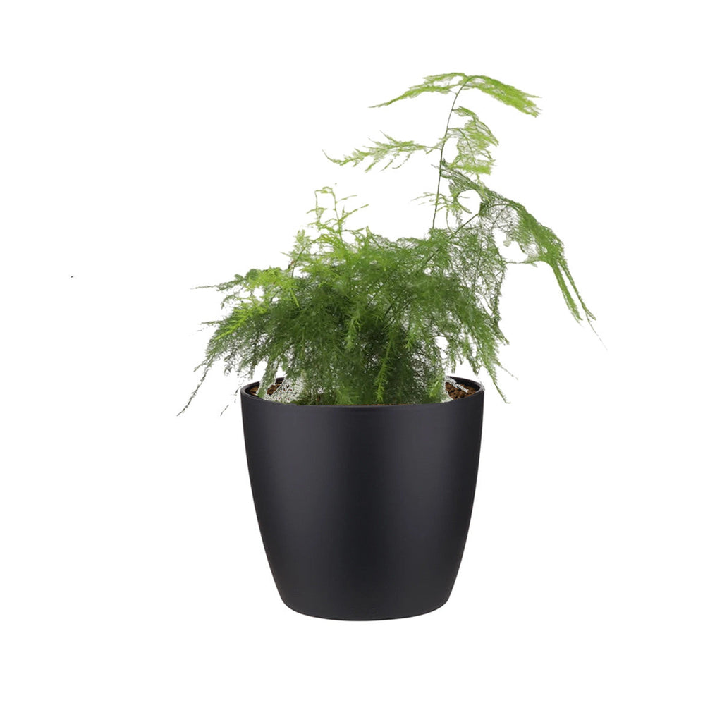 Asparagus Fern in Living Black Brussels Round Mini 12.5cm (0.2m)