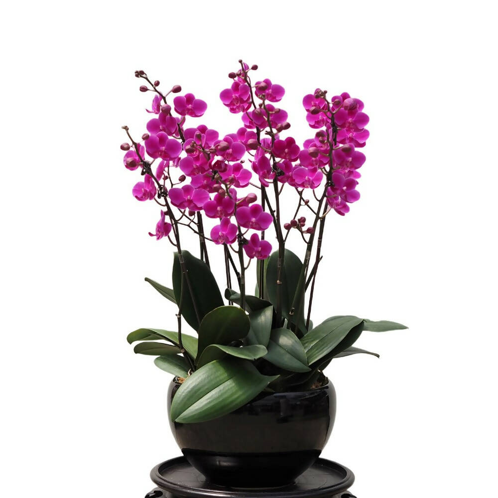 5 Mini Phalaenopsis in Pot