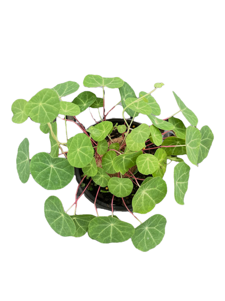 Stephania cepharantha 山乌龟 (0.25m)