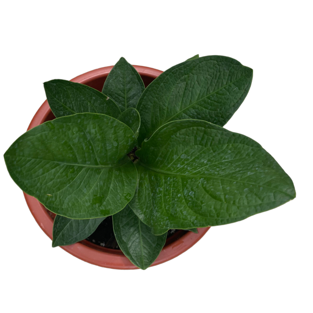 Anthurium Jungle Bush (0.45m)