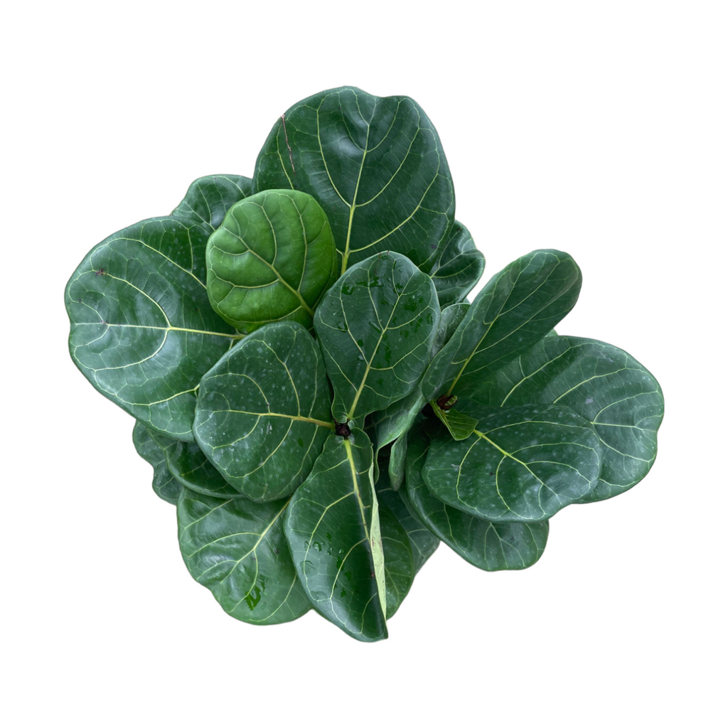 Ficus lyrata 3in1 (0.35m)