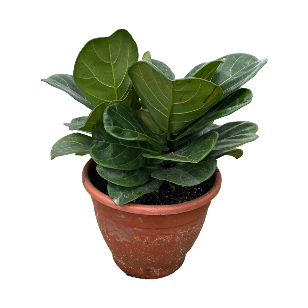 Ficus lyrata 3in1 (0.35m)