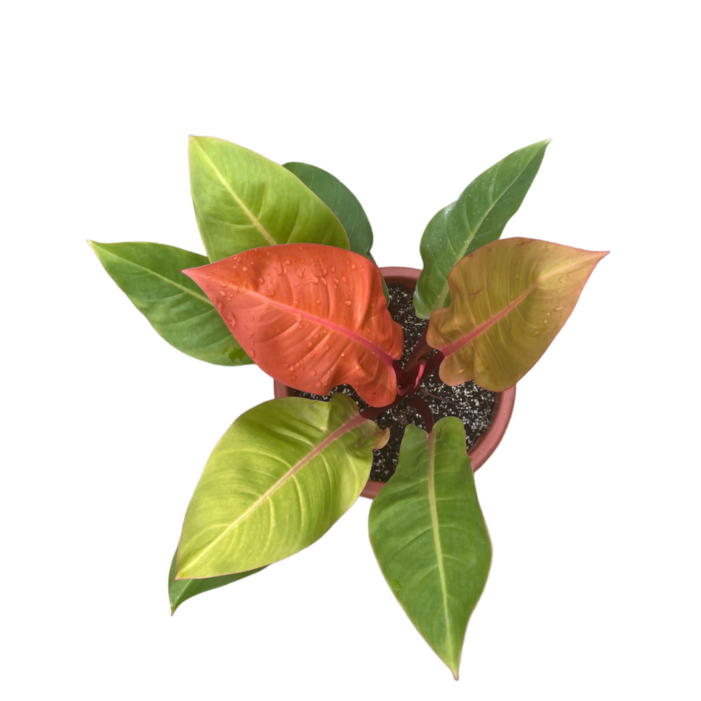 Philodendron 'Sun Red' (0.4m)