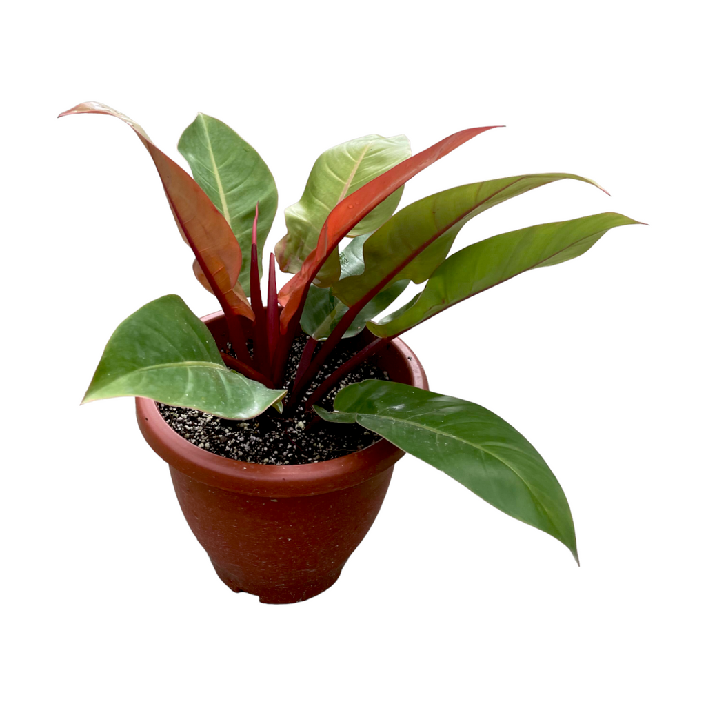 Philodendron 'Sun Red' (0.4m)