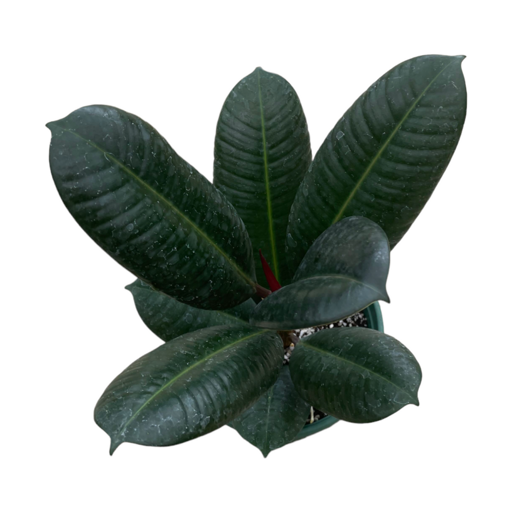 Ficus elastica, Rubber Tree (0.3m)