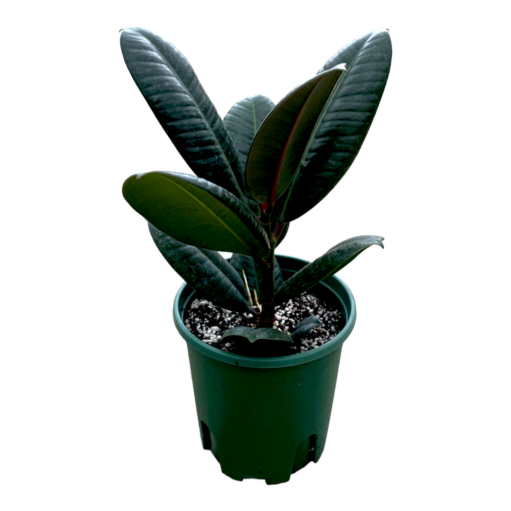 Ficus elastica, Rubber Tree (0.3m)