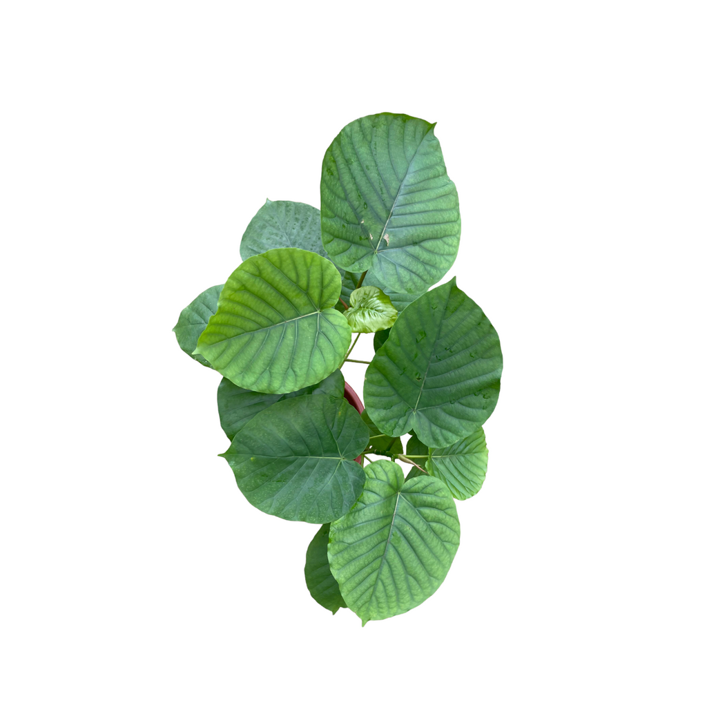 Ficus Umbellata, Umbrella Tree Fig (0.55m)