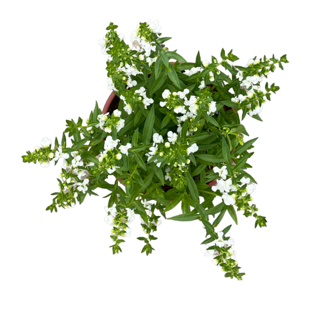 Angelonia angustifolia (White) (0.35m)