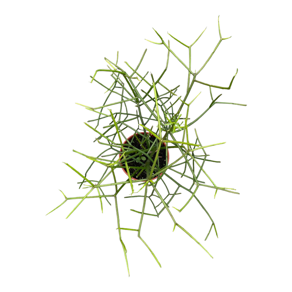 Euphorbia tirucalli, Pencil Cactus (branching)(0.4mh)