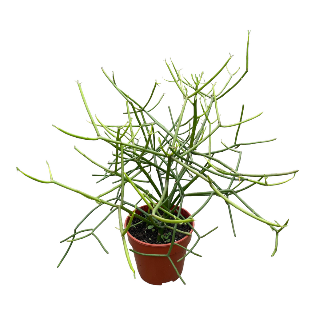 Euphorbia tirucalli, Pencil Cactus (branching)(0.4mh)