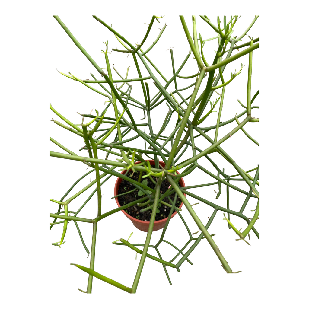 Euphorbia tirucalli, Pencil Cactus (branching)(0.4mh)