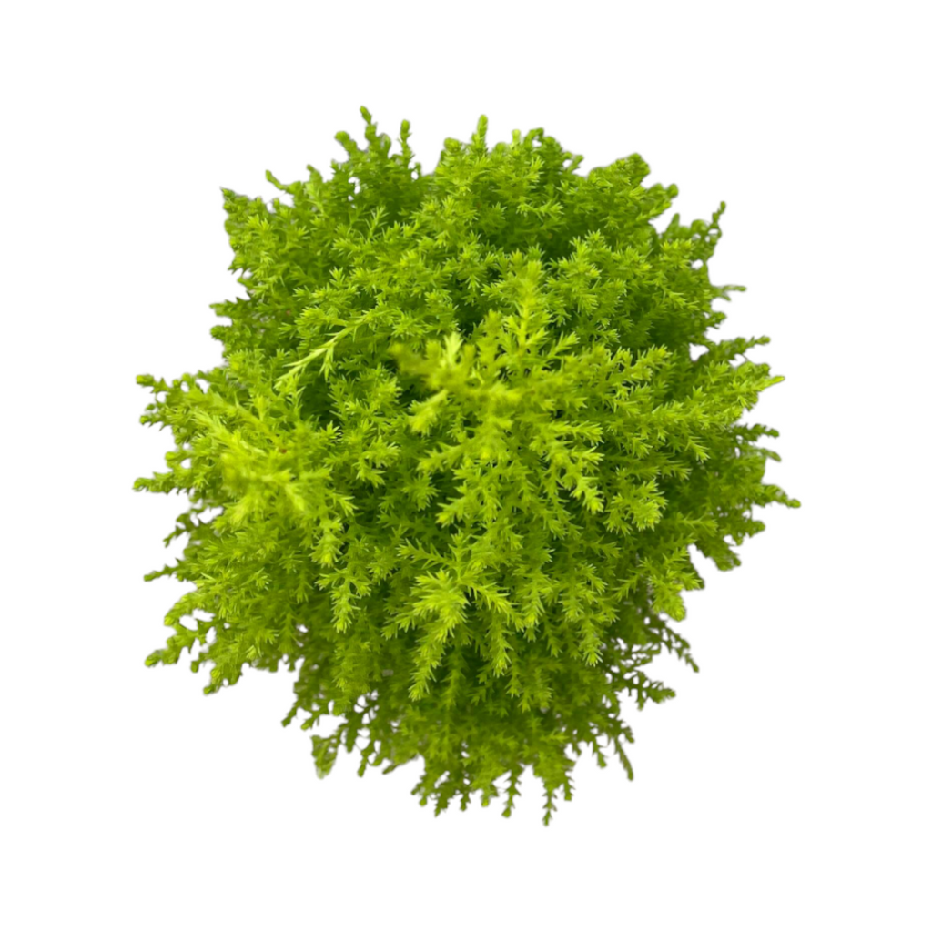 Cupressus Macrocarpa 'Gold Crest' (0.35m)