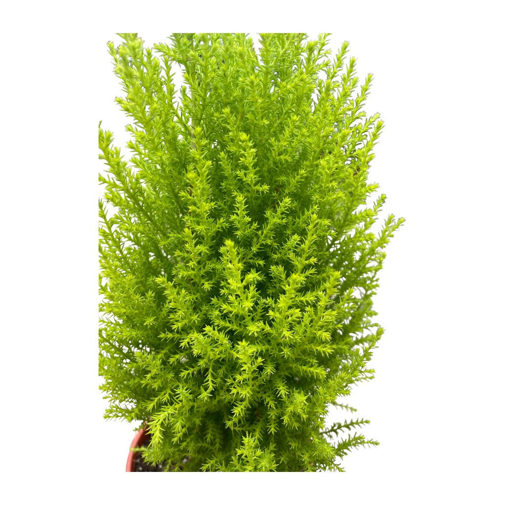 Cupressus Macrocarpa 'Gold Crest' (0.35m)