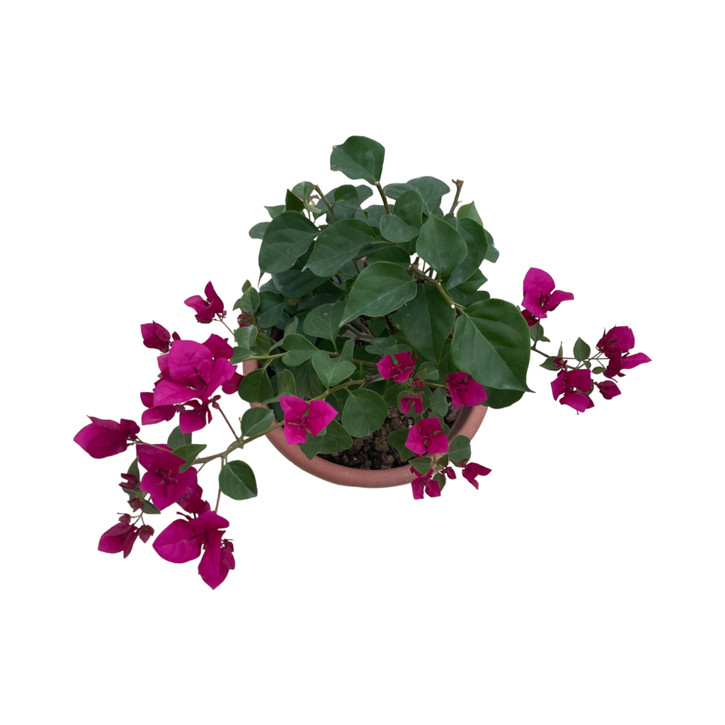 Bougainvillea (0.5m)