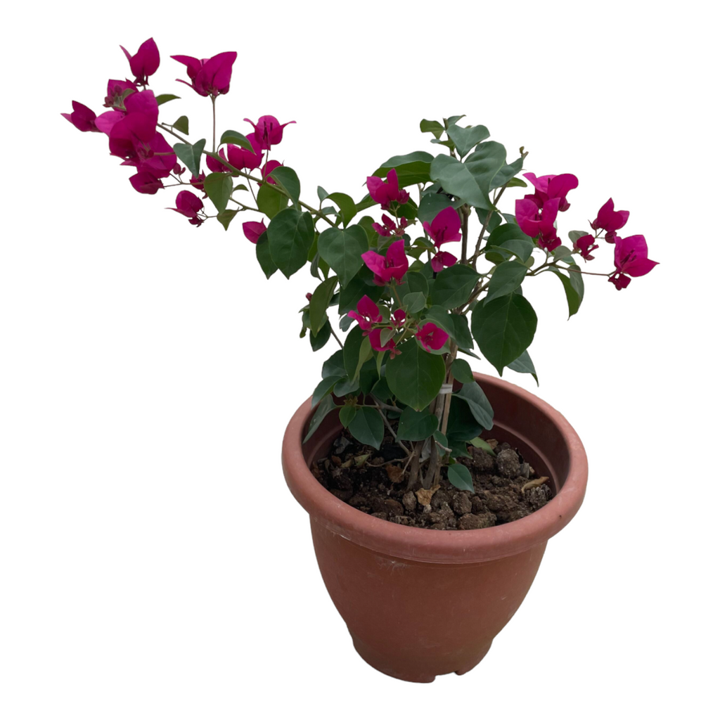 Bougainvillea (0.5m)