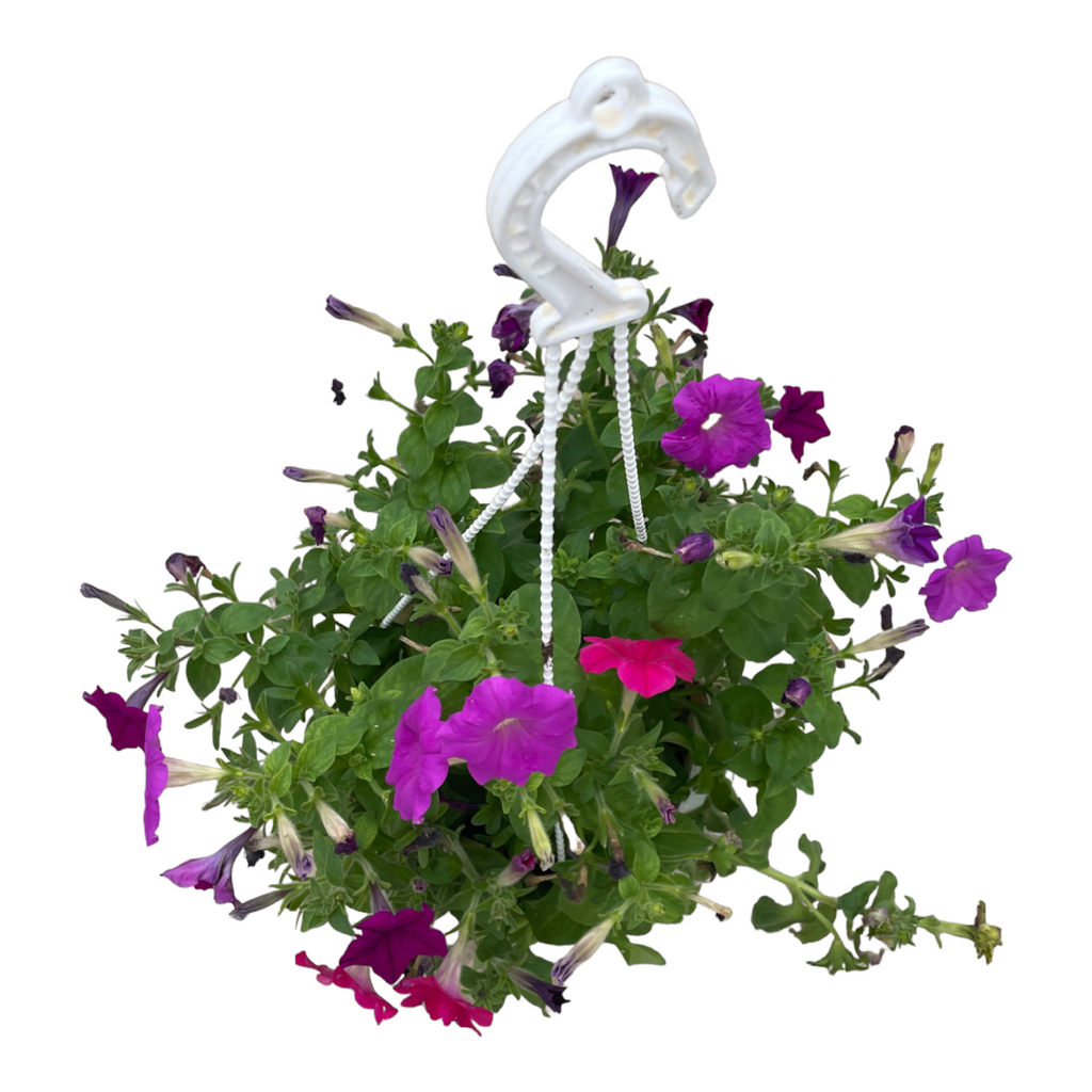 Assorted Petunia (0.3-0.4m)