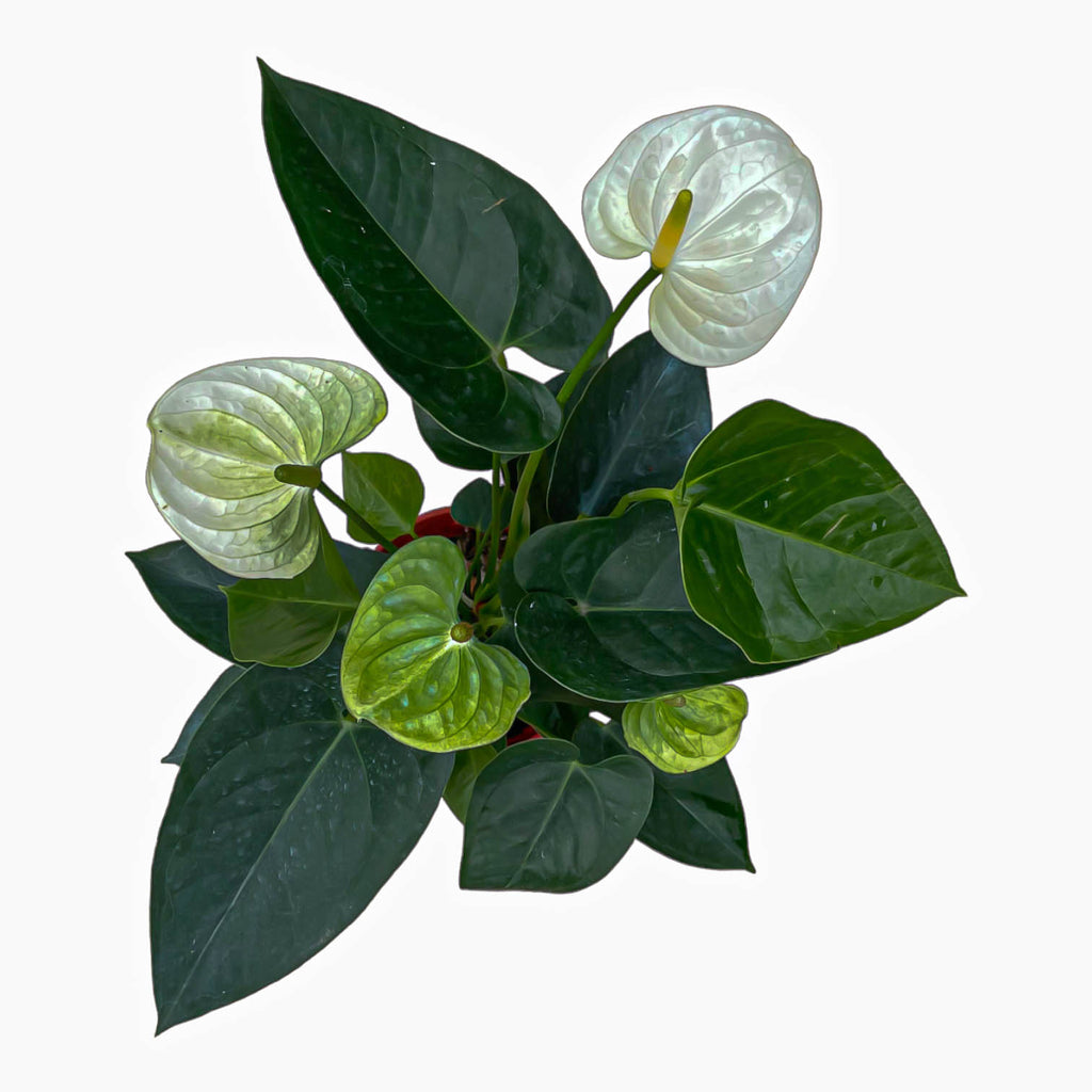 Anthurium White (0.4m)