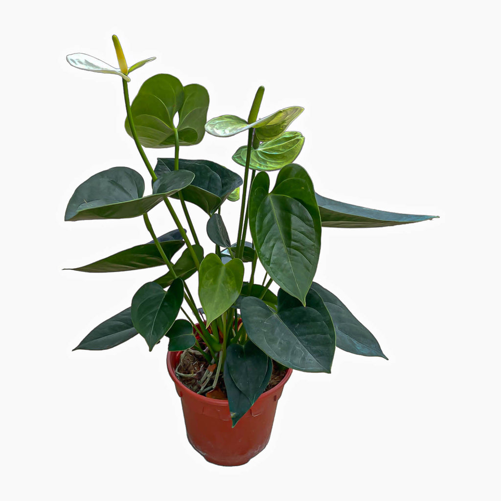 Anthurium White (0.4m)