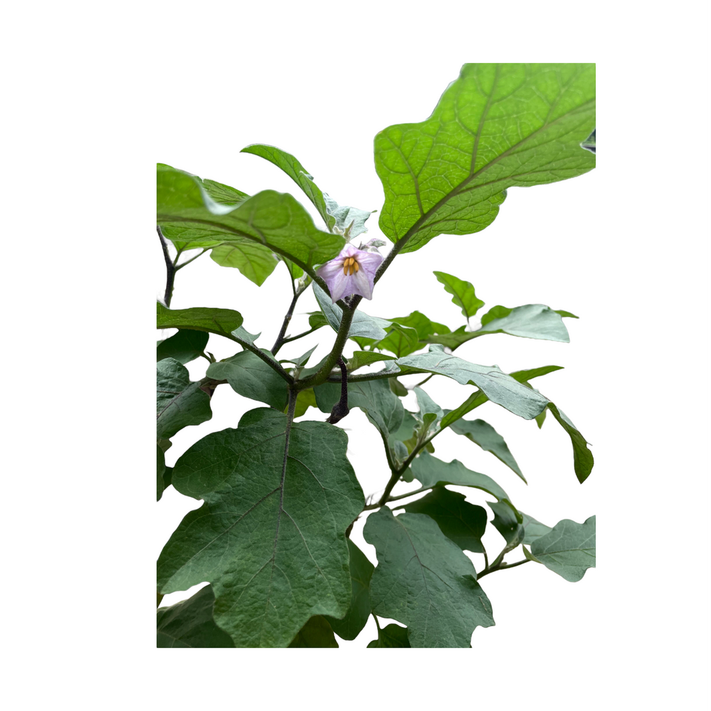 Solanum melongena, Brinjal eggplant (0.65m)