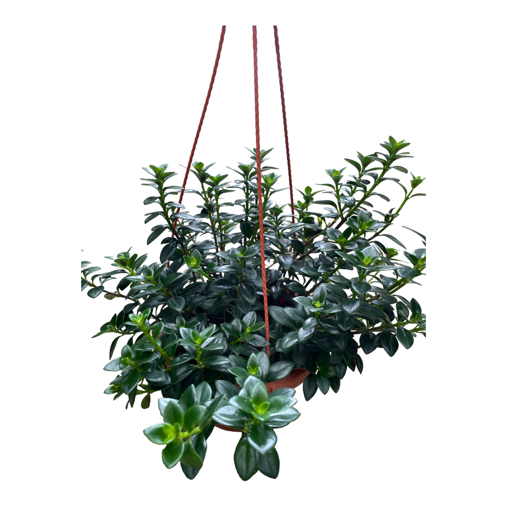 Nematanthus hybrids, Gold Fish Plant (0.3m)