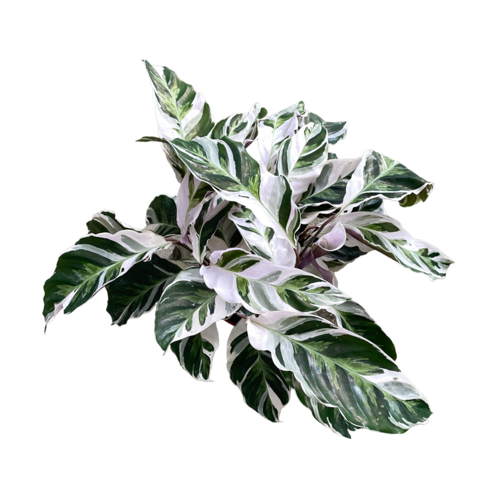 Calathea 'White Fusion' (0.35m)
