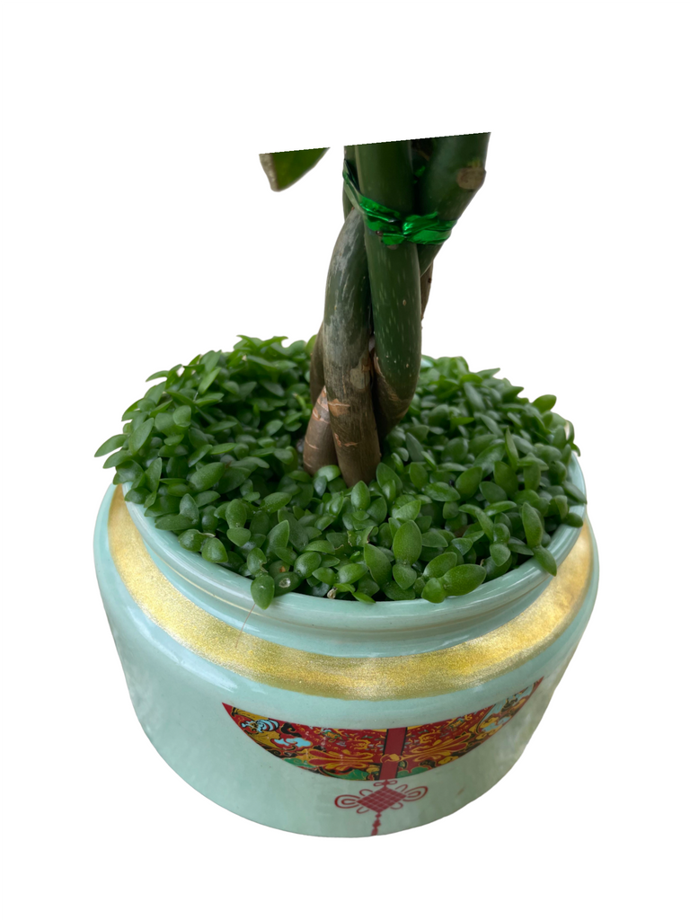 Pachira, Money Tree in fan ornament pot (0.25m)