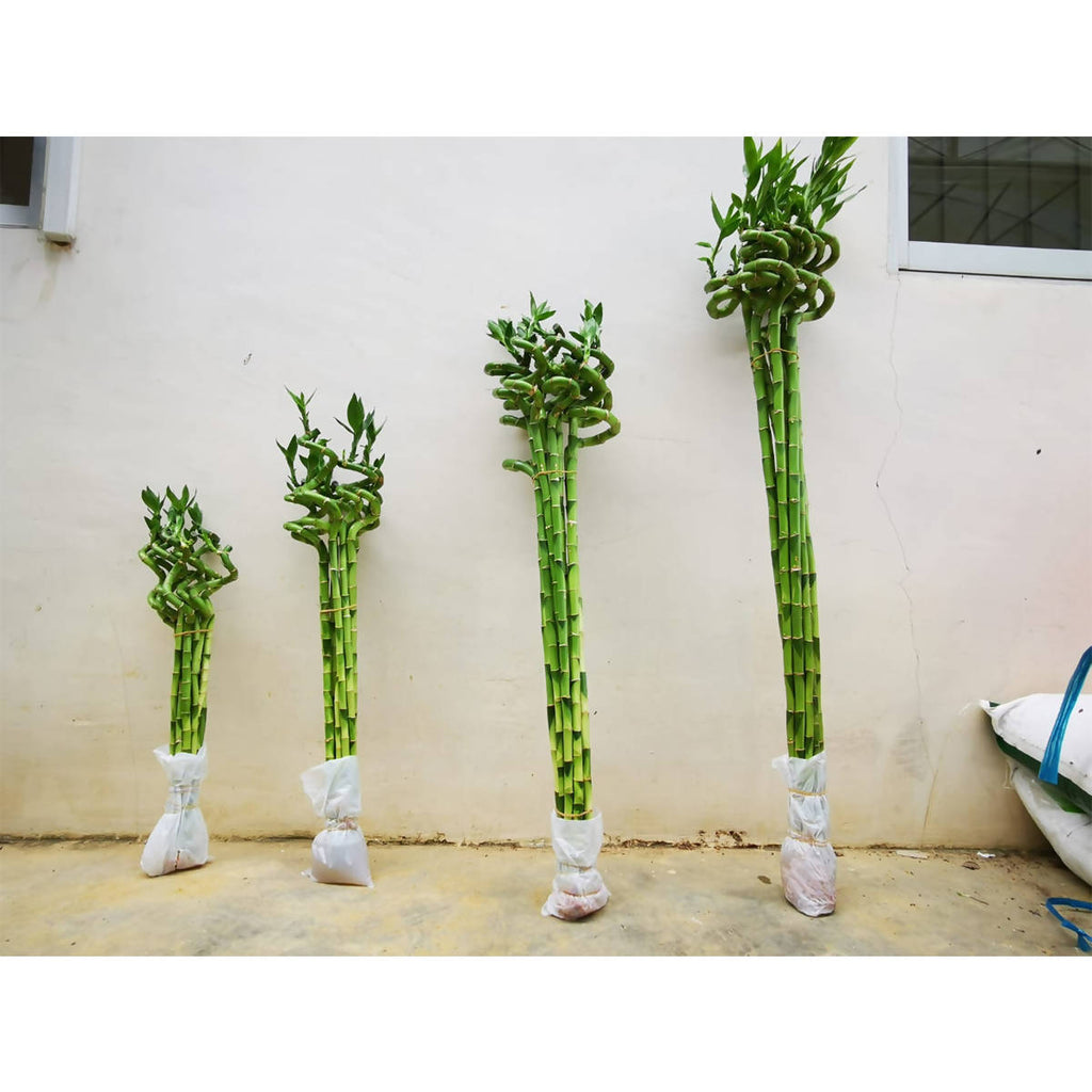 Curly Sanderiana Bamboo, Bundle of 10pcs (0.4mh)