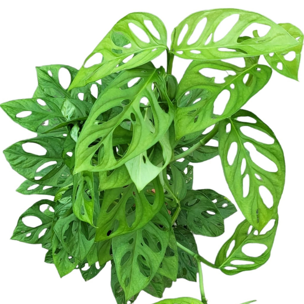 Monstera adansonii, Swiss Cheese Plant (0.9mH)