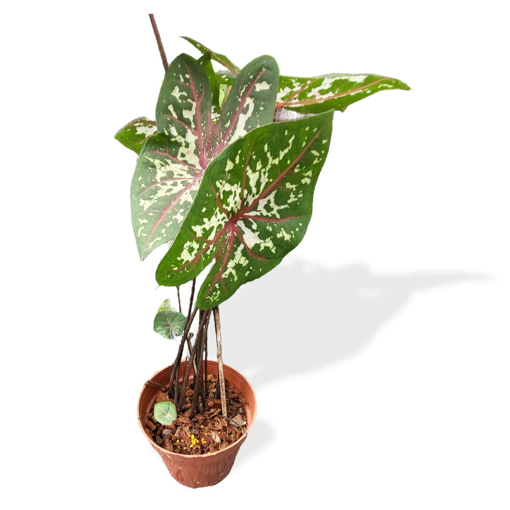 Caladium 'Carolyn Whorton' (0.45m)