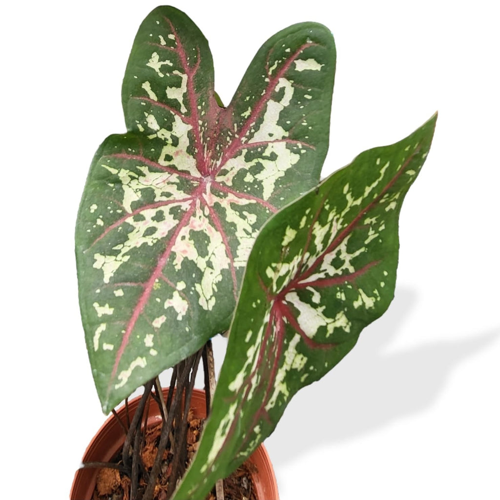 Caladium 'Carolyn Whorton' (0.45m)