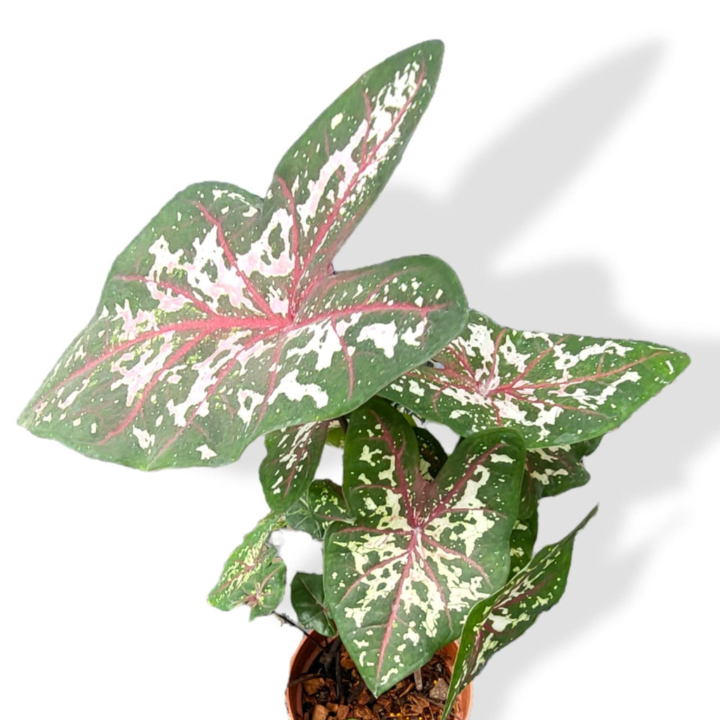 Caladium 'Carolyn Whorton' (0.45m)