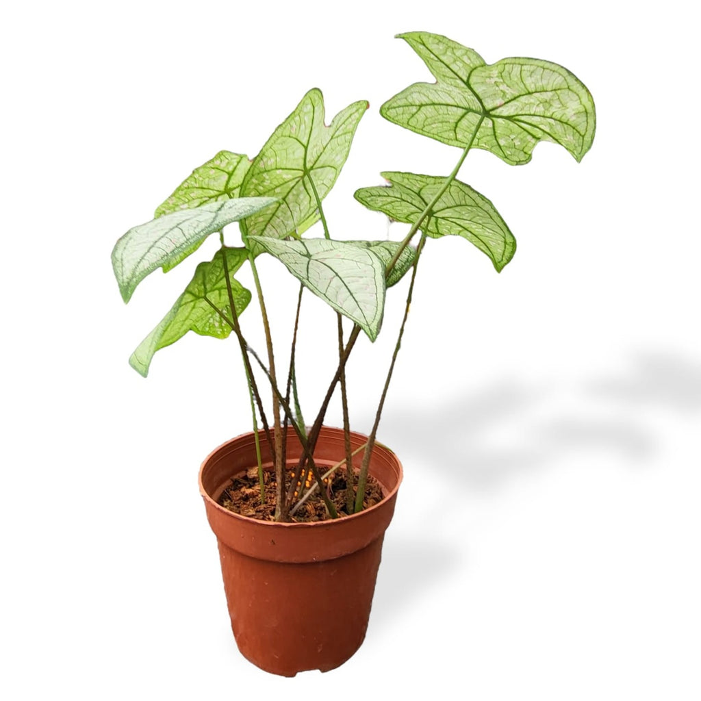 Caladium Strawberry Star (0.40m)