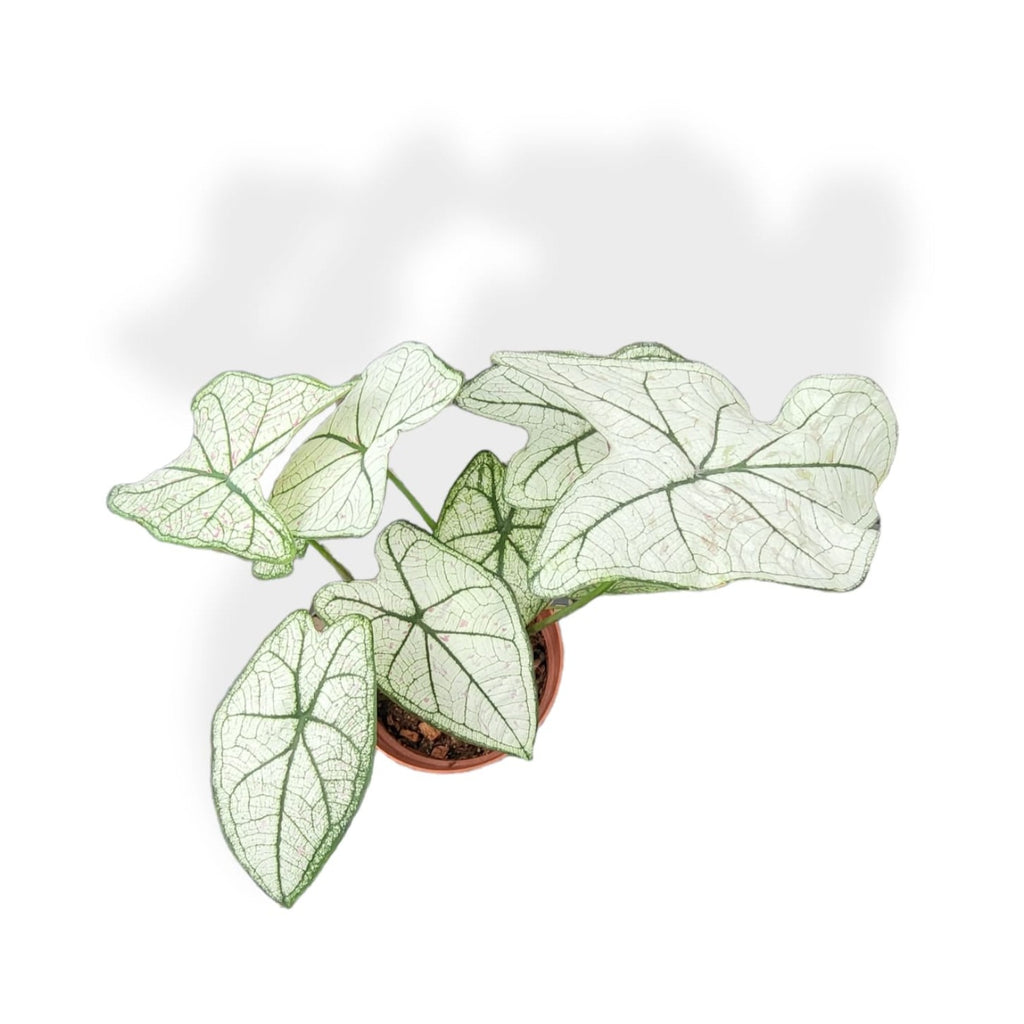 Caladium Strawberry Star (0.40m)