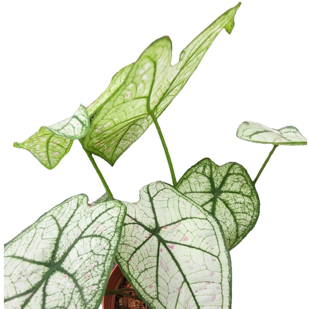 Caladium Strawberry Star (0.40m)